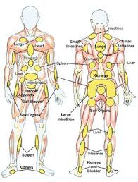 Reflexology Chart Whole Body Massage Therapy