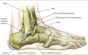 The anterior talofibular ligament attaches the anterior margin of the lateral malleolus to the adjacent. Athletic Injury Series Lateral Ankle Sprains Mana Performance Therapy Mana Performance Therapy