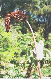 Image result for Melianthaceae