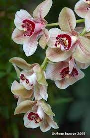 Cymbidium Mouchette This Photo Appears In The Following Article Wild Orchids Nature S Garish Art Gal Orchid Flower Cymbidium Orchids Beautiful Flowers