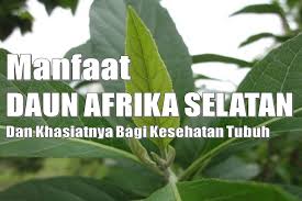 Maybe you would like to learn more about one of these? Manfaat Daun Afrika Buat Kesahatan Dan Mengobati Segala Penyakit Tampang Com