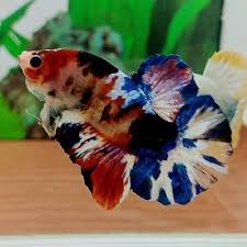 Live Betta Fish Hmpk Fancy Koi Galaxy Male From Thailand Betta Fish Betta Koi Betta