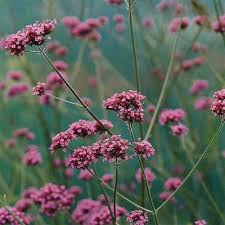 Image result for foto verbena
