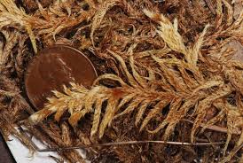 Image result for Monothecium