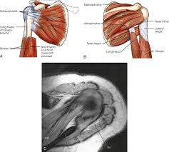 Shoulder Girdle Radiology Key