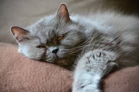 In deutschen haushalten leben aktuell über 13 millionen katzen, die dank der modernen tiermedizin immer älter werden. Katzenhaltung In Der Wohnung Darauf Muss Man Achten Tierfreund
