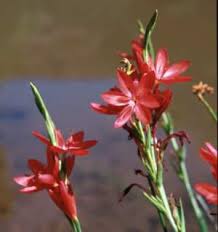 Image result for Hesperantha petitiana