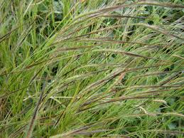 Image result for Heteropogon contortus