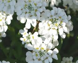 Benih White Empress Candytuft Bunga Bunga Bunga Indah Bunga Cantik