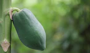 Would you like to be on a bright island full of adventure, secrets, funny characters, exciting. Bible Verses About Dream Of Ripe Fruit And Unripe Fruit