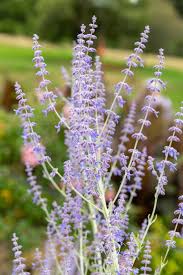 Image result for Perovskia atriplicifolia 'blue spire'