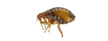 Here at pest control coburg, our professionals are equipped with the most powerful machines and pesticides and such helpful types of things make us able to give you exceptional services. Pest Control Services In Melbourne Premier Pest Management
