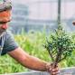 Bonsai Workshop at Oasis Texas Brewing Company event image