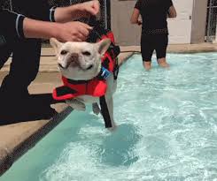 This stranger doesn't beg for change, peddle. I Has A Hotdog Summer Funny Dog Pictures Dog Memes Puppy Pictures Pictures Of Dogs Dog Pictures Funny Pictures Of Dogs Dog Memes Puppy Pictures Doge Cheezburger