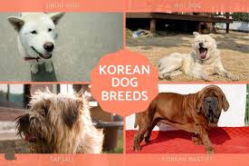 6 Korean Dog Breeds List Characteristics Of Korean Dogs With Photos