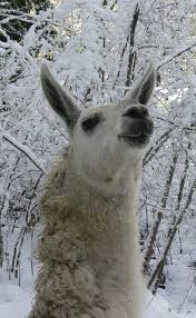 Homethe Llama Sanctuary The Llama Sanctuary Llama Llama Drama Animals