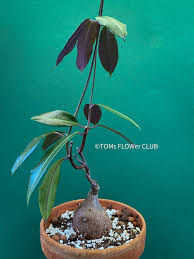 Image result for Fockea multiflora