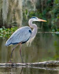 Bird Photography, Great Blue Heron, Florida Photography ...