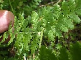 Image result for Dennstaedtiaceae