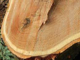 It is mainly used to make oak planks at a sawmill. Telling The Difference Between White Red Oak Logs Arboristsite Com