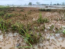 Maybe you would like to learn more about one of these? Horrific Swarms Of Spiders Flee Into Homes And Up Legs To Escape Nsw Floods Spiders The Guardian