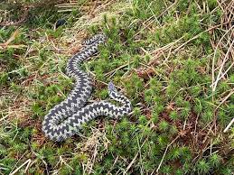 Adder bites warning and safety tips