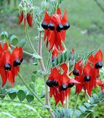 Pin On Desert Flowers
