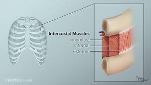 The rib cage protects the organs in the thoracic cavity, assists in respiration, and provides support for the upper extremities. Upper Back Pain From Intercostal Muscle Strain