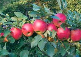 Search for stark nursery fruit trees with us. Lots Of New Apples Coming To Market Good Fruit Grower