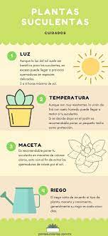 Son un tipo de planta caracterizadas por su forma y por un cuidado carla del buono, de be green side, aseguró en diálogo con infobae que se debe tener en cuenta que las suculentas tienen una contextura más. Cuida Tu Suculenta Garden Cactus