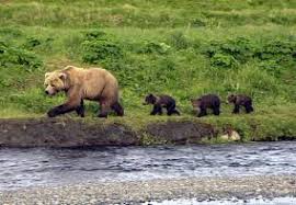 Croisiere Ponant Archipel Des Pribilofs Peninsule De Kodiak A Bord Du Bateau L Austral Dream Croisiere Com Kodiak Bear Animals Wild Kodiak Island