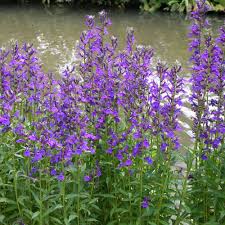 Image result for lobelia
