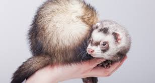 Caring For Your Senior Ferret Petcoach