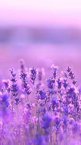 Our prints vary between bold and subtle so that you can find something to suit your aesthetic. ÙˆØ±ÙˆØ¯ Ø¨Ù†ÙØ³Ø¬ÙŠØ© Ø·Ù…Ø³ Purple Flowers Wallpaper Nature Photography Flowers Flowers Photography