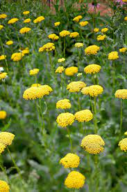 Pin On Handy Garden Plans Ideas