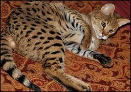 Bengals are controversial to convservationists and fanciers alike since the breed was created by there are often many great bengals for adoption at local animal shelters or rescues. Brunei Adorable Savannah Kittens For Sale Savannah Chat Ashera Cat Savannah Kitten