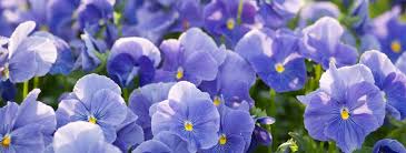 Anytime flowers is a local st paul, minnesota florist since 1997. Minnesota Annual Flowers Wagners Greenhouses