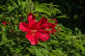 Country to also experiencehatcher garden and woodland preserve.promoting your link also lets your audience setup your trip planning widget for best results, use the customized trip planning widget for hatcher garden and woodland preserve on your website.it has all the advantages mentioned. Hatcher Garden