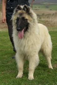 Belgian Tervuren Belgian Tervuren Beautiful Dog Breeds Belgian Dog Belgian Shepherd