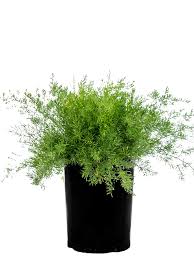 Image result for Asparagus schroederi