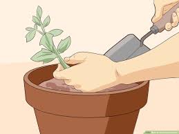 If you take frequent vacations, find plants that need to be growing from seed greatly increases your likelihood of failure. How To Start Seeds Indoors With Pictures Wikihow