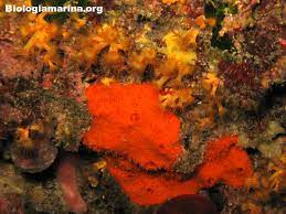 Check spelling or type a new query. Spugna Aliclona Rossa Biologia Marina Del Mediterraneo