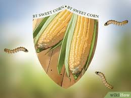 We did not find results for: How To Control Corn Ear Worms 12 Steps With Pictures Wikihow