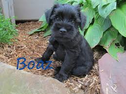 Sadly, our situation has changed and can no longer provide the amount of. Boaz Akc Black Miniature Schnauzer Puppy Russell Homestead Llc