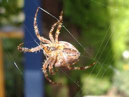 Develop a great relationship between you and the species. Spider Silk Wikipedia