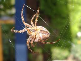 They are neither poisonous nor venomous. Spider Silk Wikipedia