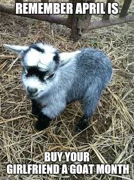 Baby Goat Goats Funny Baby Goat Funny Funny Goat Memes