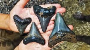 In fact only one known claim of a possible recently found megalodon a fossil is the remains or traces of ancient life, at least 10,000 years old…. Florida Megalodon Shark Tooth Insanity Finding Multiple Big Shark Teeth Youtube
