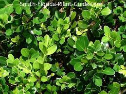 They are great for small topiary hedge foundation plants and formal plantings. Japanese Boxwood