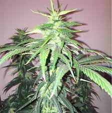 Mexican Aka Mexico Marijuana Strain Information Leafly